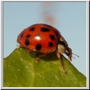 Harmonia axyridis - Asiatischer Marienkaefer 30.jpg